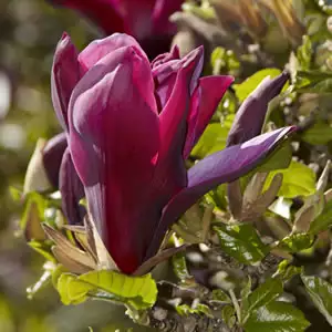 Magnolia Burgundy Star Magnolia Burgundy Star