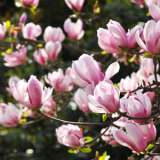Magnolia Soulangeana – Tree Magnolia Soulangeana – Tree