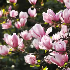 Magnolia Soulangeana – Tree Magnolia Soulangeana – Tree