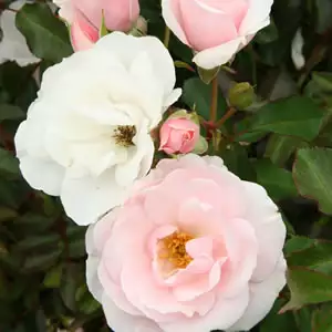 Rose Many Happy Returns Rose Many Happy Returns