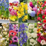 Mega Gardners Favourite Collection Colmgfcol 2026 - Garden Express Australia