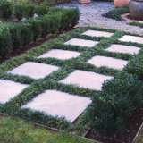 Dwarf Green Mondo Grass 68mm Dwarf Green Mondo Grass 68mm