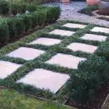 Dwarf Green Mondo Grass 68mm Dwarf Green Mondo Grass 68mm