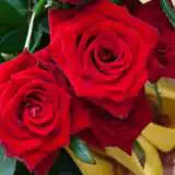Standard Rose Mr Lincoln Standard Rose Mr Lincoln