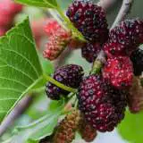 Mulberry Fruit Branch - Garden Express Australia