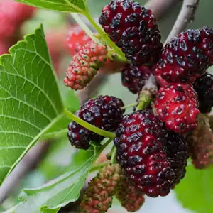 Mulberry Dwarf Mulberry Dwarf
