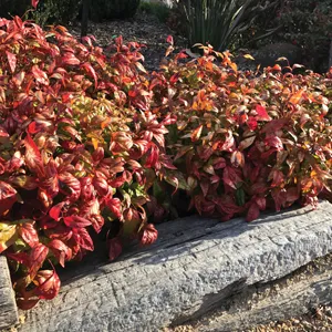 Nandina Nana 68mm Pot Nandina Nana 68mm Pot