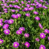 Native Pigface 16 - Garden Express Australia