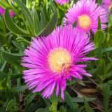 Pigface