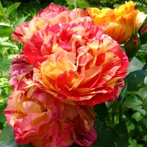 Rose Oranges And Lemons (Pbr) Rose Oranges And Lemons (Pbr)