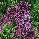 Osteospermum Spider Pink - Garden Express Australia