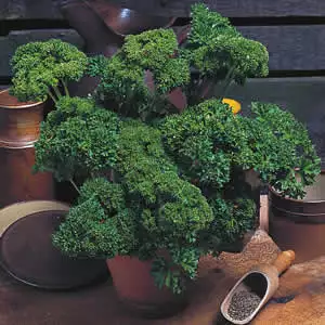 Seed – Parsley Moss Curled Seed – Parsley Moss Curled