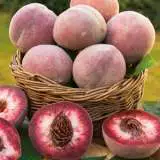 Peach Blackboy Fm 14111333pa 15 - Garden Express Australia