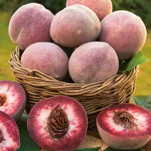 Dwarf Peach Indian (Blackboy) Dwarf Peach Indian (Blackboy)