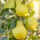 Pear William Bon Chretian St222441418 15 - Garden Express Australia