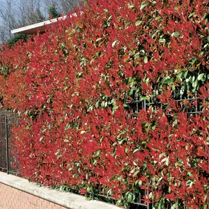 Starter Pack – Photinia Rubens Starter Pack – Photinia Rubens