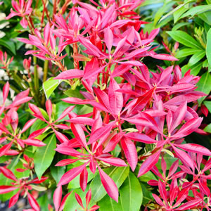 Photinia Rubens Photinia Rubens