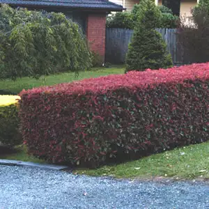 Photinia Robusta Photinia Robusta