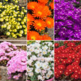 Pig Face Collection Colpfacol - Garden Express Australia