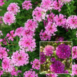 Pimelea Magenta Mist Pimelea Magenta Mist