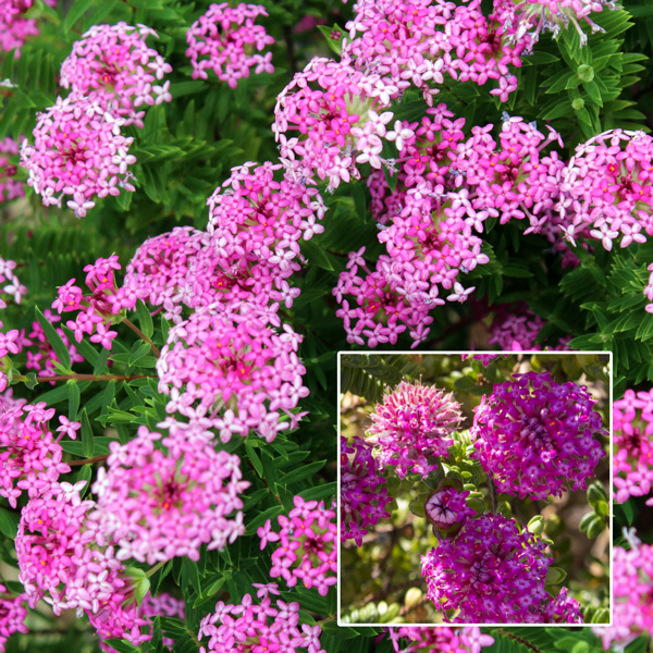 Pimelea Magenta Mist Pimelea Magenta Mist