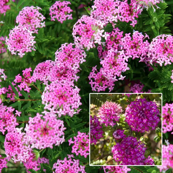 Pimelea Magenta Mist Pimelea Magenta Mist