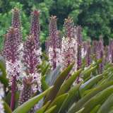 Pineapple Lily Sparkling Burgundy 13 - Garden Express Australia