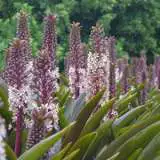 Pineapple Lily Sparkling Burgundy 13 - Garden Express Australia