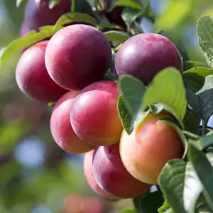 Dwarf Plum Santa Rosa Dwarf Plum Santa Rosa
