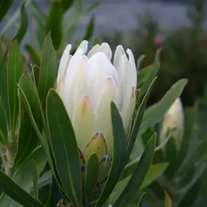 Protea Donna Protea Donna