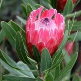 Protea Special Pink Ice