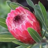 Protea Special Pink Ice P10prospi - Garden Express Australia