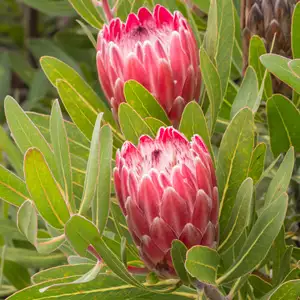 Proteaceae Cut Flower Collection Proteaceae Cut Flower Collection