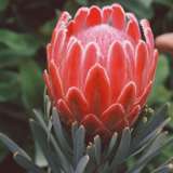 Protea Venus 15 - Garden Express Australia