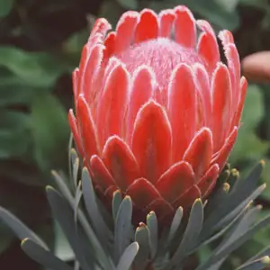 Protea Venus Protea Venus