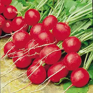 Seed – Radish Scarlet Globe Seed – Radish Scarlet Globe