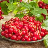 Red Currants