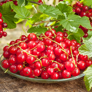 Red Currants
