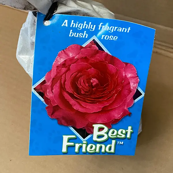 Rose Best Friend (Pbr)