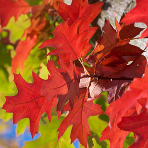 Scarlet Oak Scarlet Oak