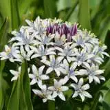 Scilla Peruviana Hughii- Cuban Lily Pale Blue Scilla Peruviana Hughii- Cuban Lily Pale Blue