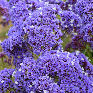 Sea Lavender 50mm Sea Lavender 50mm