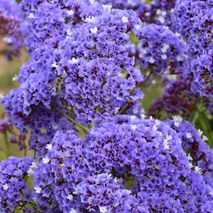 Sea Lavender 50mm