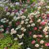 Best Plants that Grow in Clay Soil Australia Seaside Daisy 2012 - Garden Express Australia