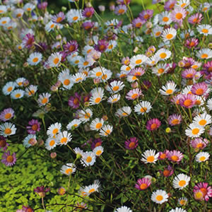 Best Plants That Grow In Clay Soil Australia Best Plants That Grow In Clay Soil Australia