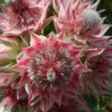 Serruria Pretty N Pink (pbr) Serruria Pretty N Pink (pbr)