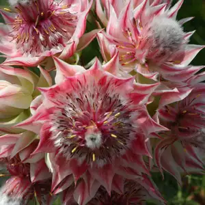 Serruria Pretty N Pink (pbr) Serruria Pretty N Pink (pbr)