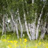 Silver Birch – Tree Silver Birch – Tree
