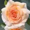 Can You Get Thornless Roses? Smooth Serenity1 - Garden Express Australia