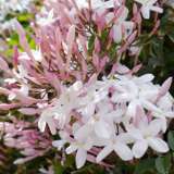 Star Jasmine 14 - Garden Express Australia